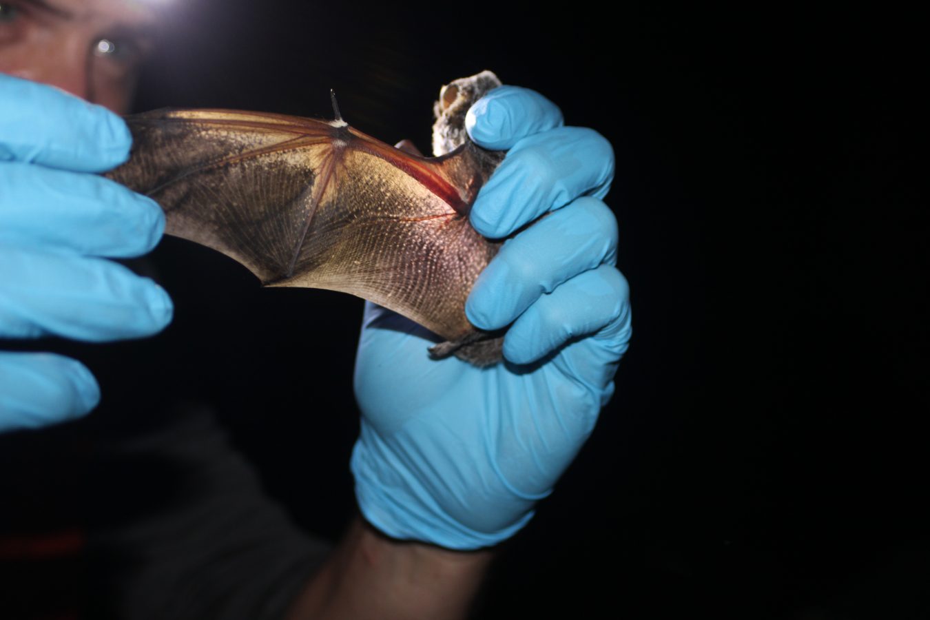 White-nose syndrome killing bats across Maryland
