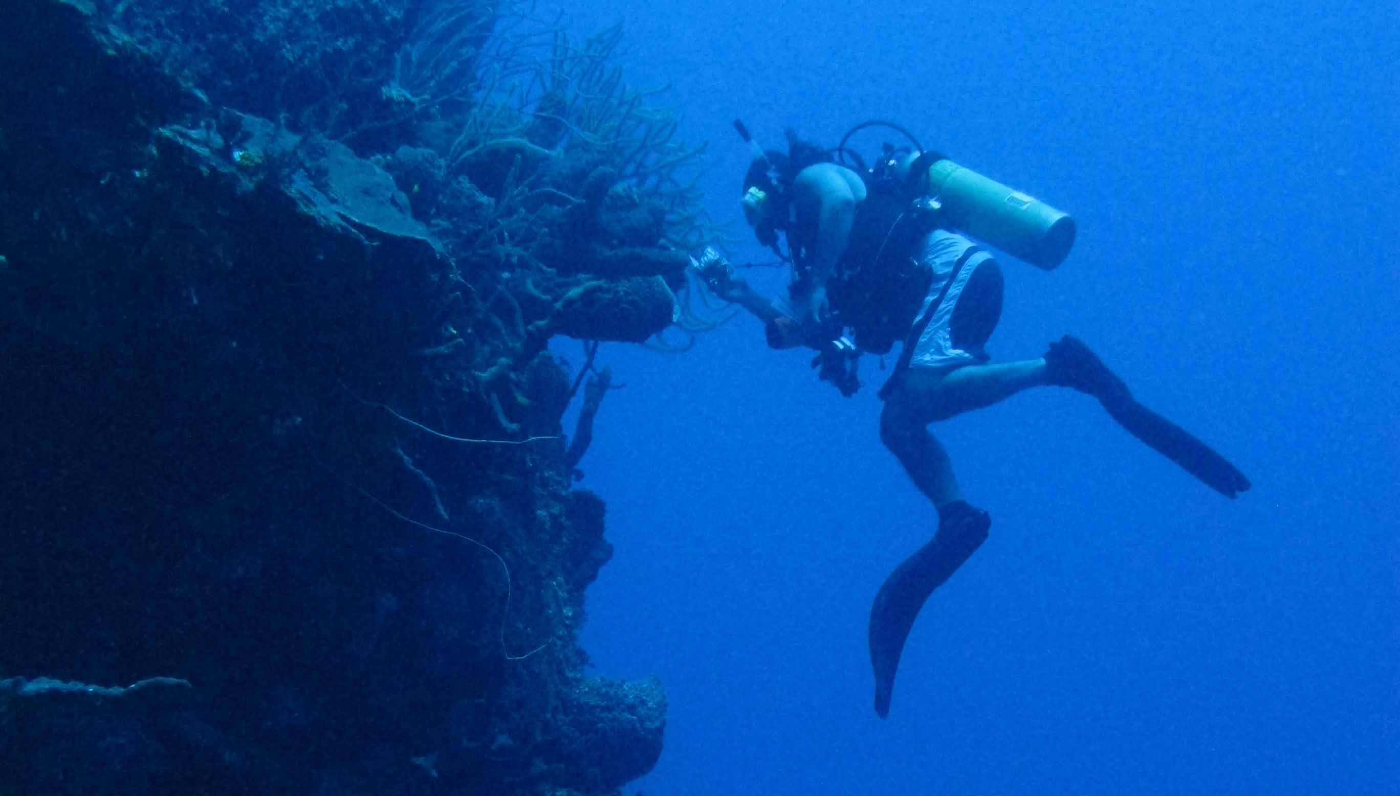 Bacteria in marine sponges harvest phosphorus for the reef community