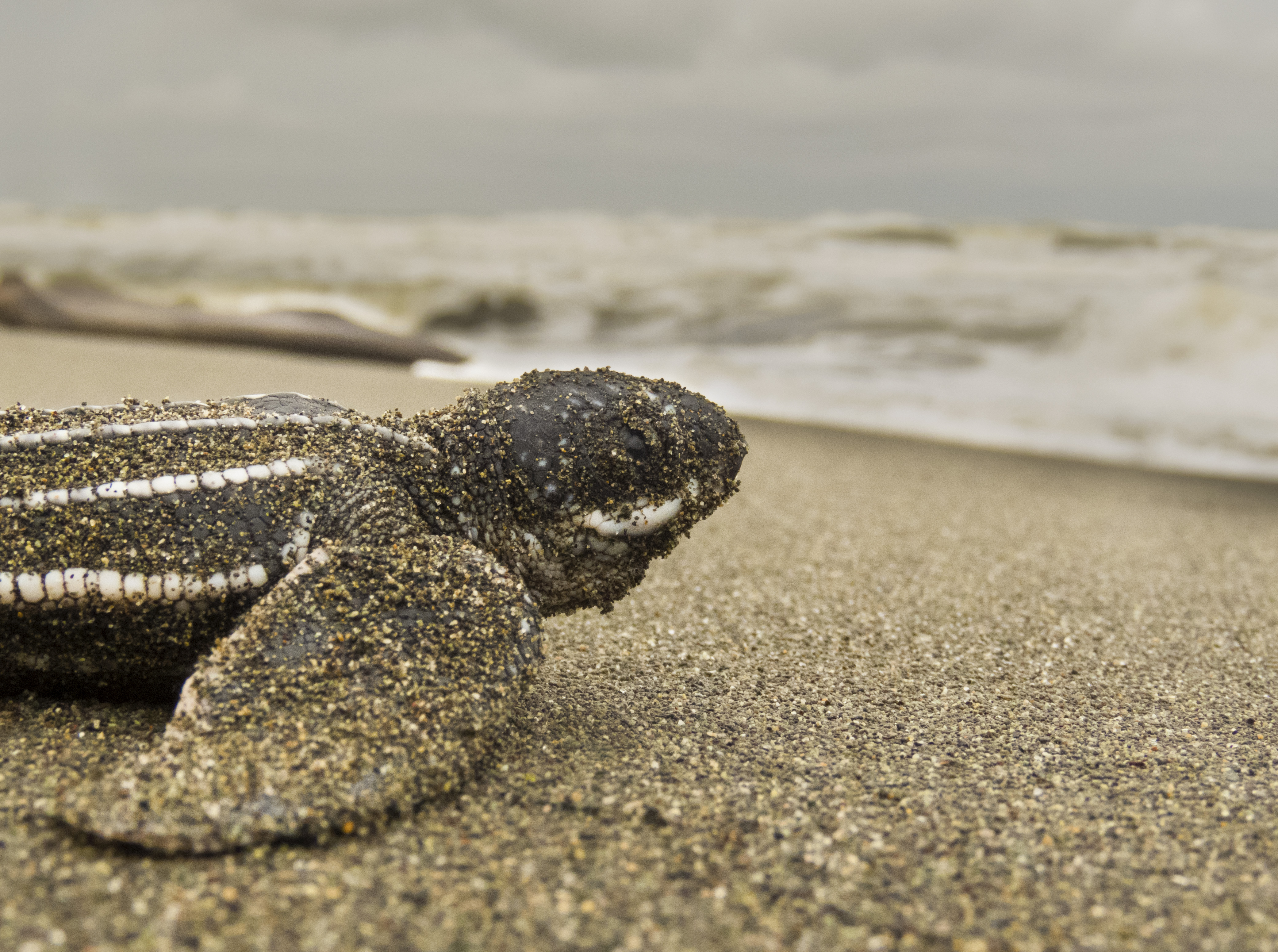 Tracking Turtles with Telemetry