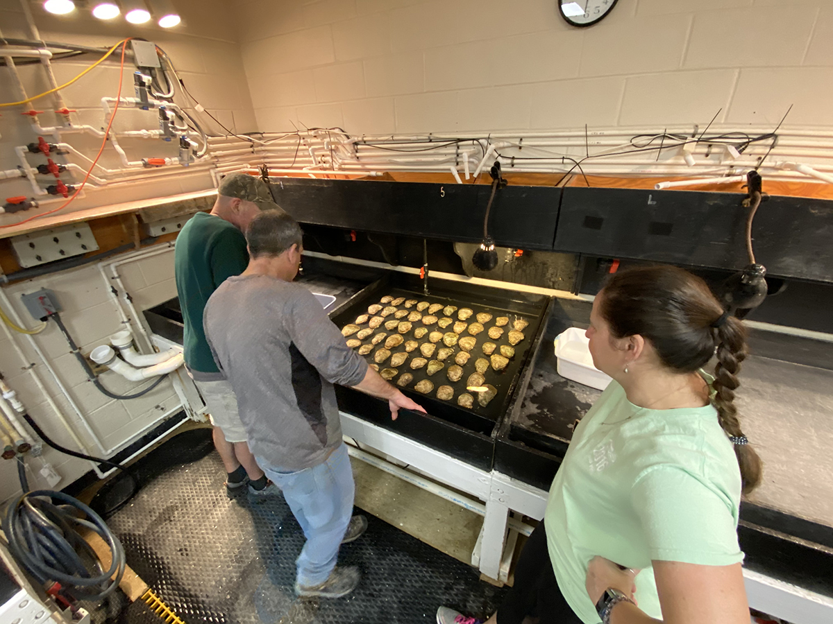 The life of an oyster: Spawning
