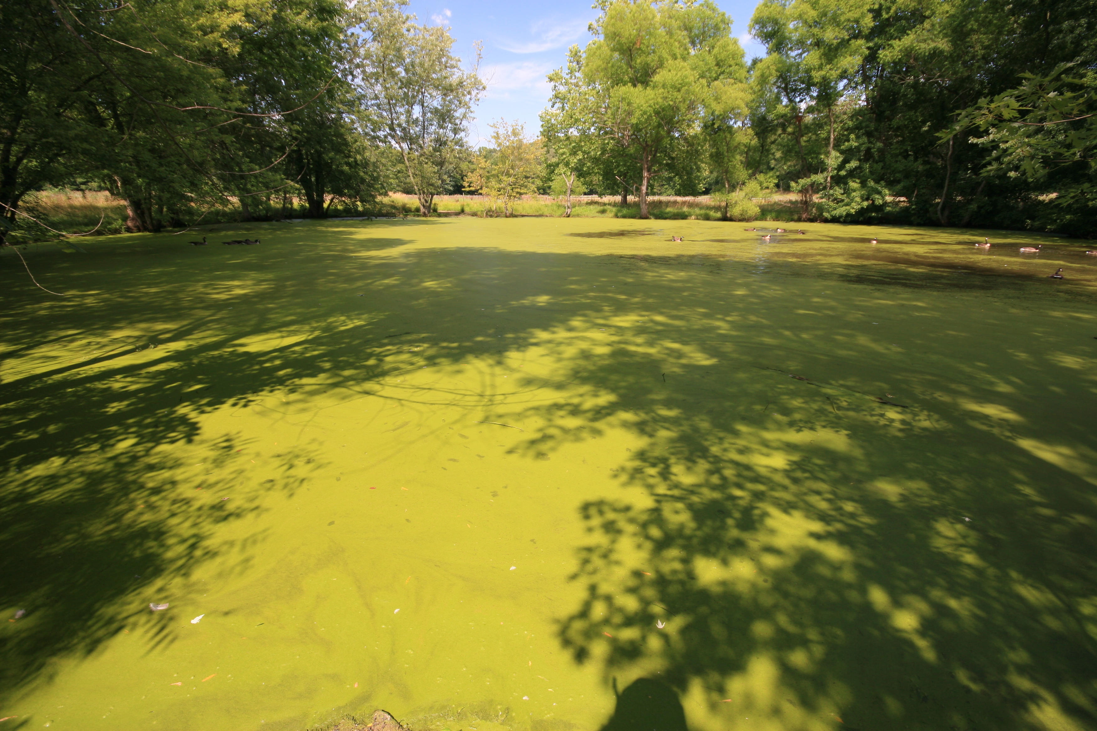 Scientists converge to share research on harmful algae