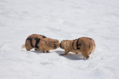 Multiple mates worth the risk for female prairie dogs