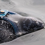 Landmark study of leatherback turtle migration identifies Pacific danger zones for critically-endangered species