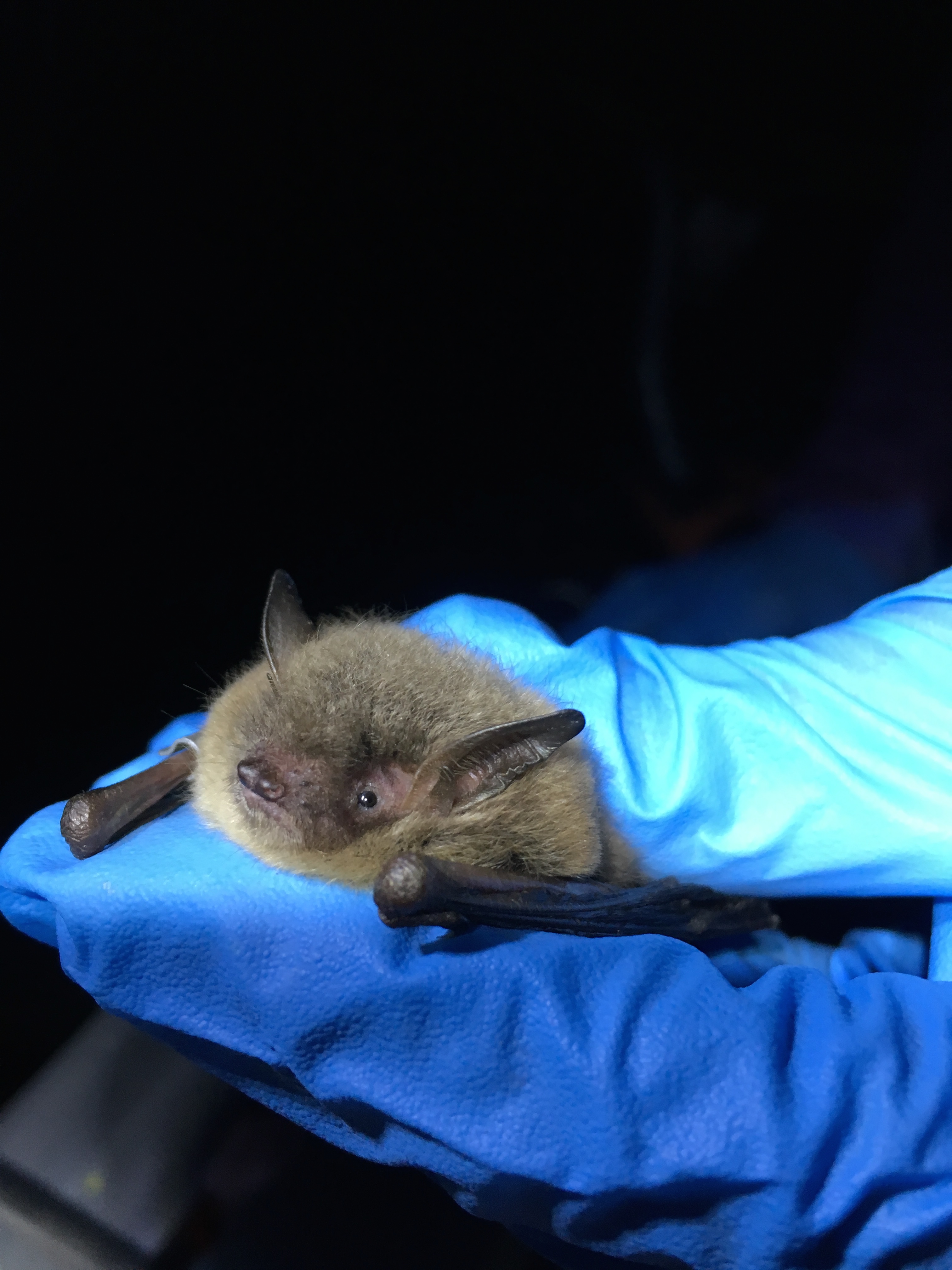 White-nose syndrome killing bats across Maryland