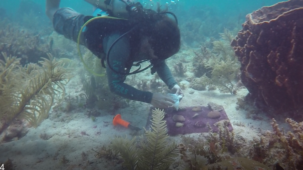 Next Generation: Hunter Hughes on reconstructing past climate with coral skeletons