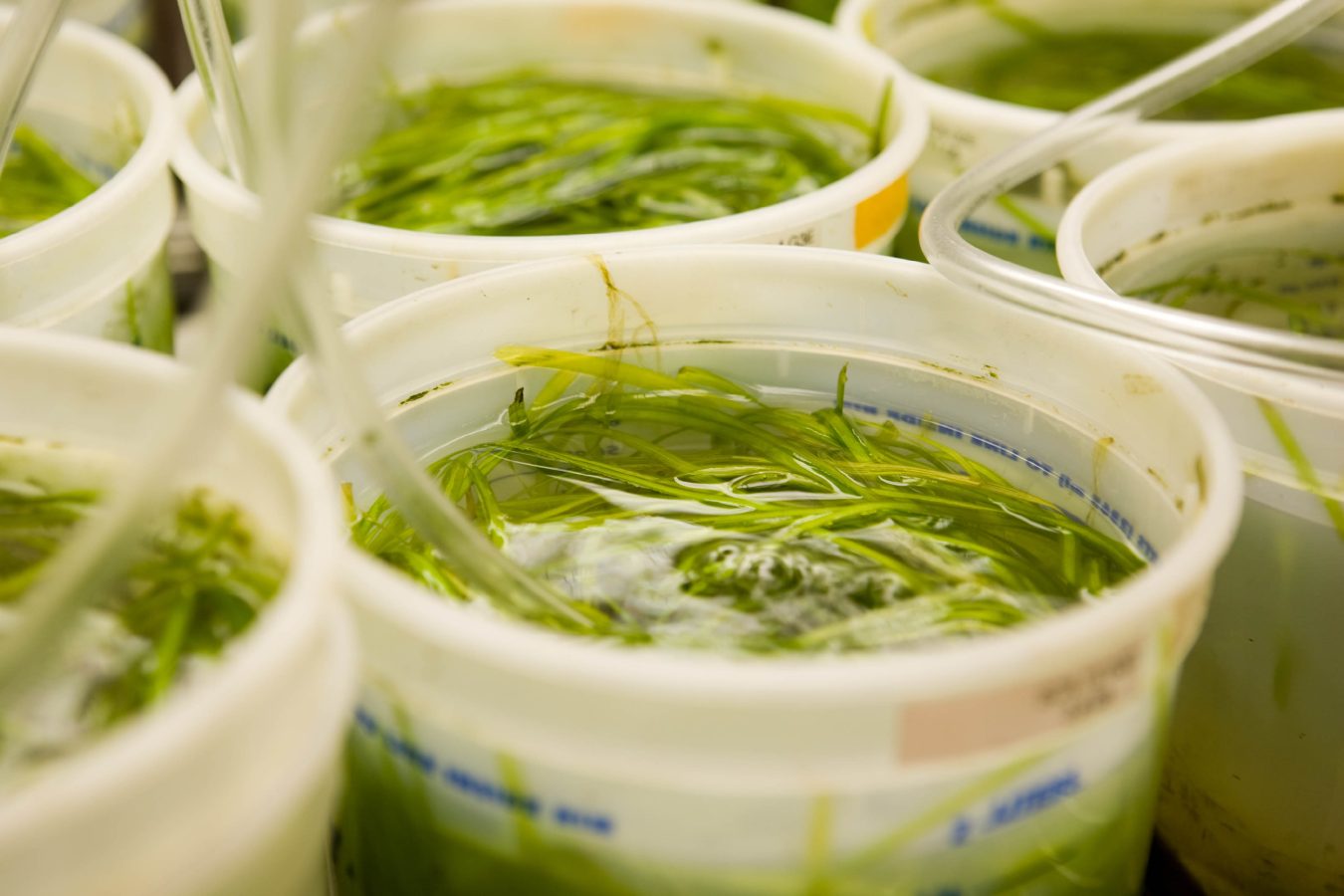 The Vallisneria Genetics Project – Effects of Genetic Diversity on Restoration Success