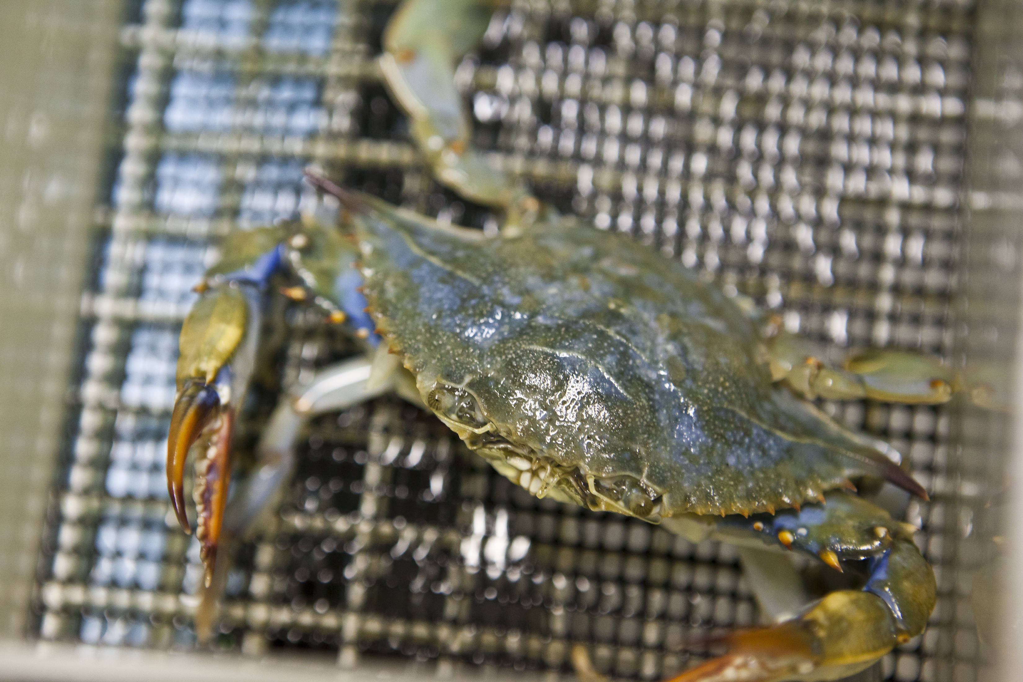 The courtship of blue crabs