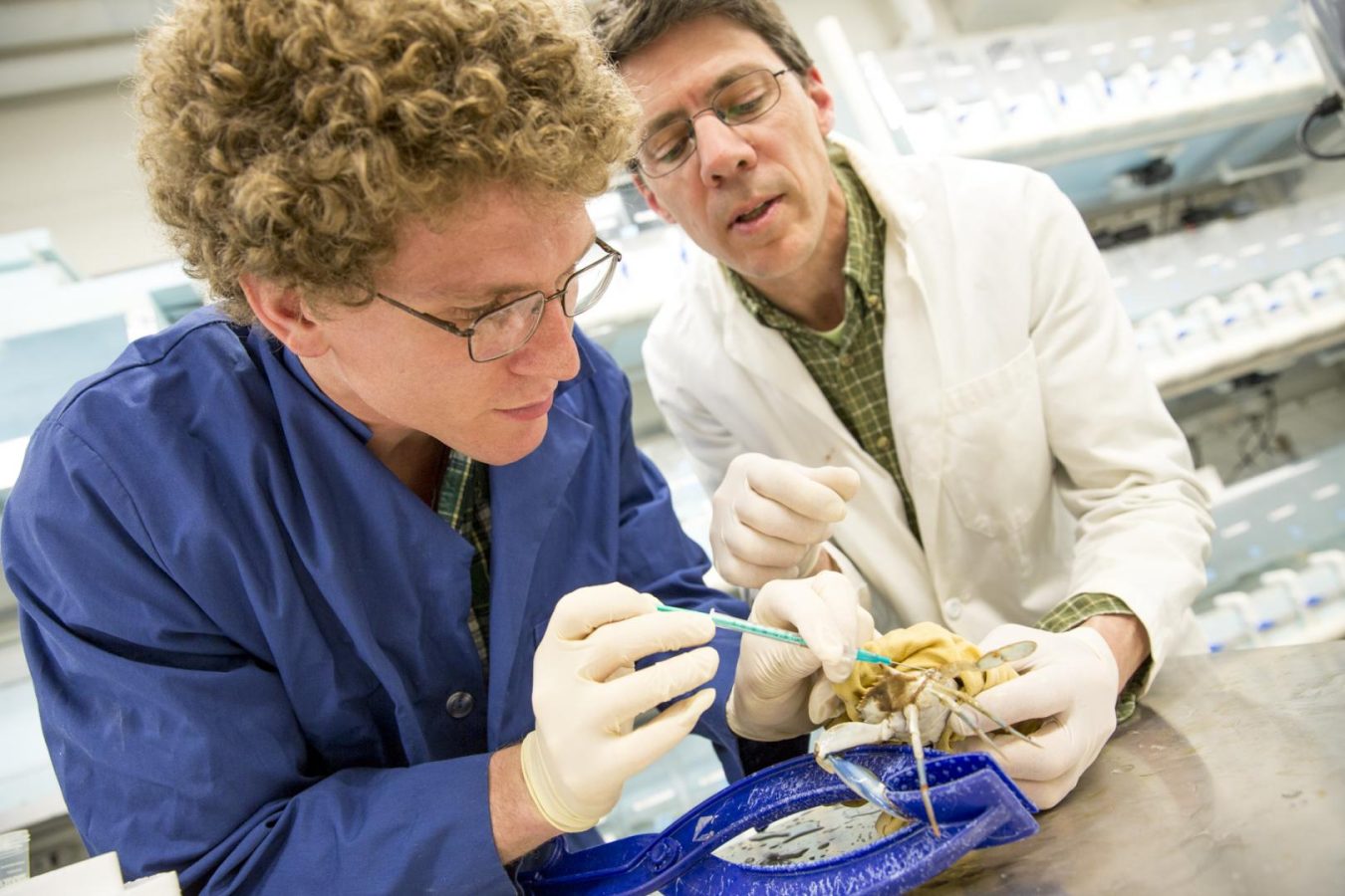 Schott to talk Bay through the eyes of a blue crab