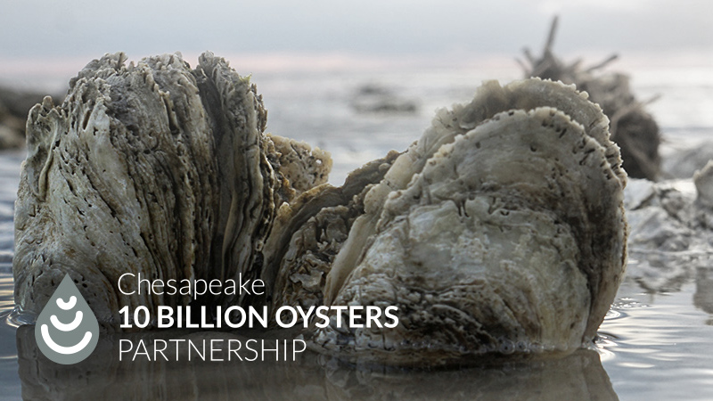 UMCES joins 10 Billion Oyster Project as Scientific Advisor