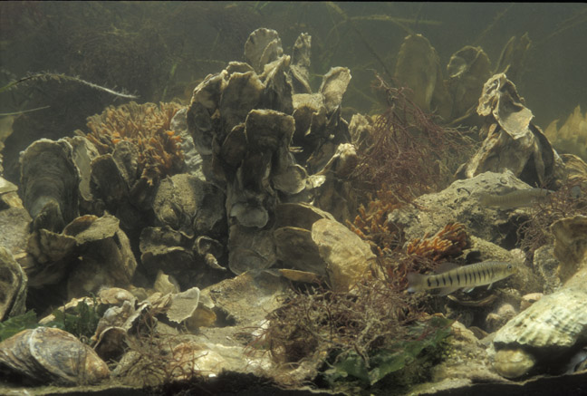 Talbot Spy talks with Horn Point Laboratory oyster experts Matt Gray and Louis Plough