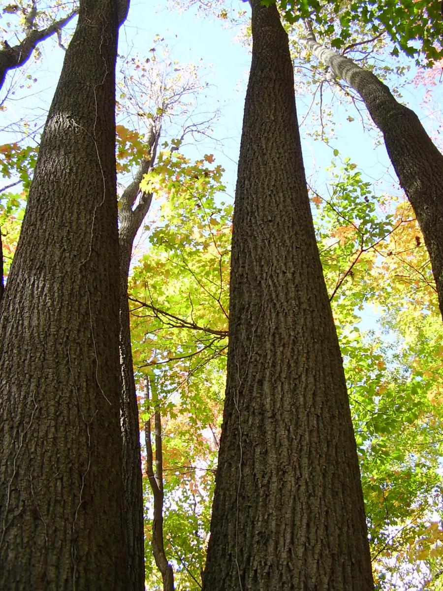 Citizen scientist project recognized for tracking leaf changes on poplar trees