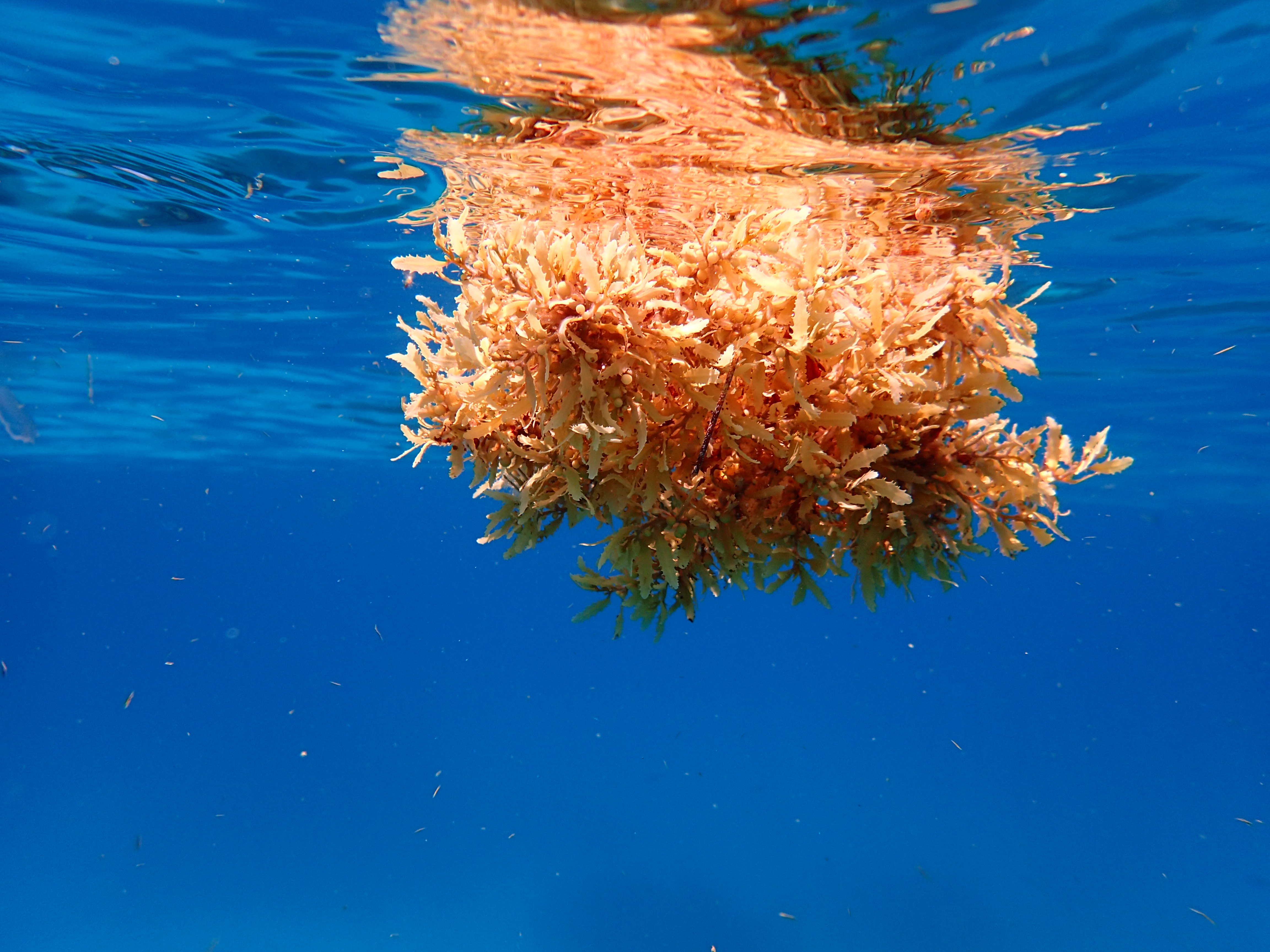 Tracking Sargassum’s ocean path could help predict coastal inundation events
