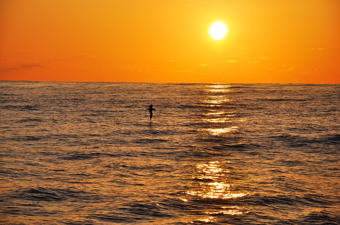 The ocean is slowly suffocating, reports international team of scientists