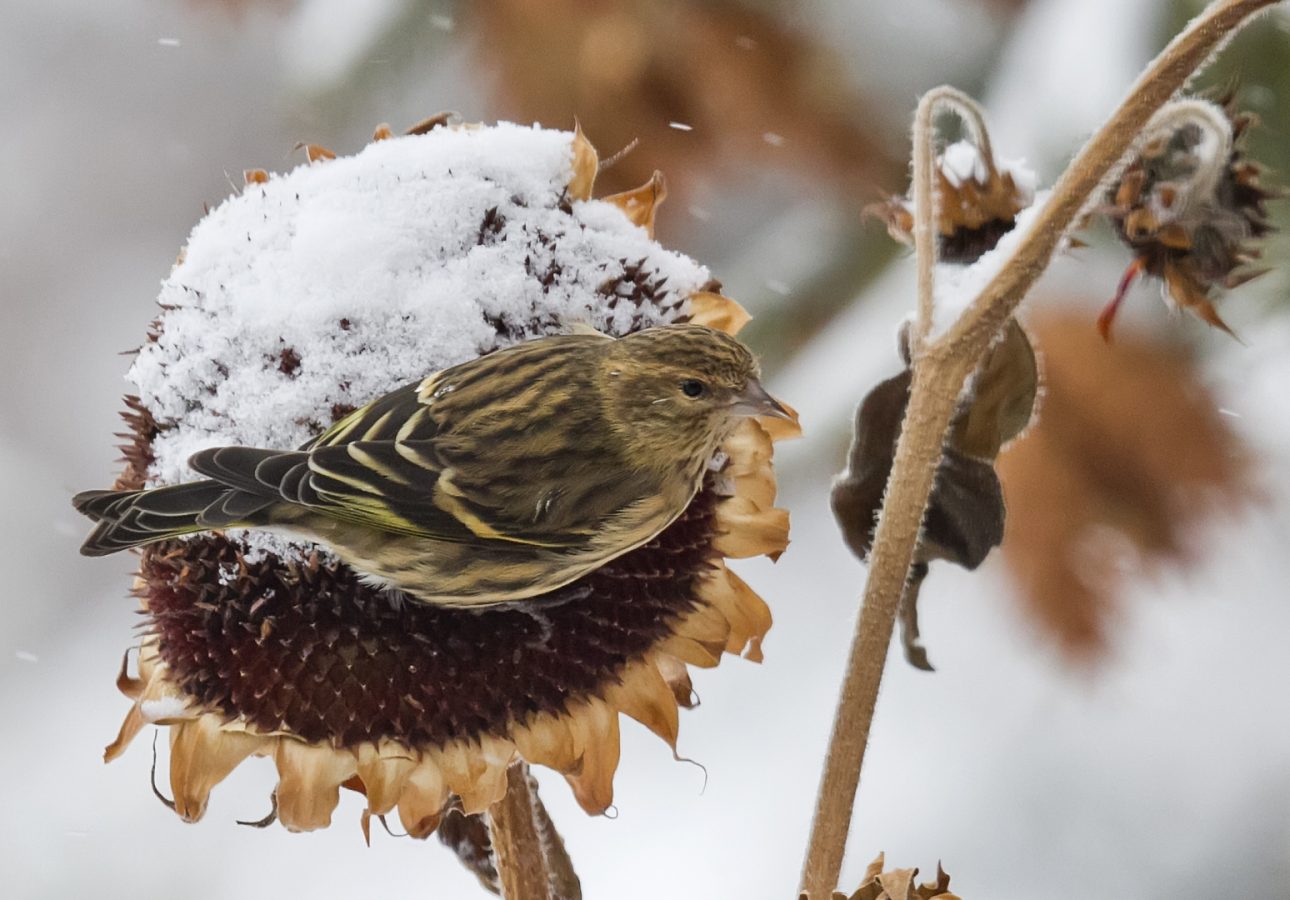 Light as a Feather: Tracking the Migratory Journeys of Individual Songbirds