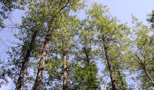 Appalachian Laboratory team receives NSF grant to predict how trees will adapt to rapid climate change