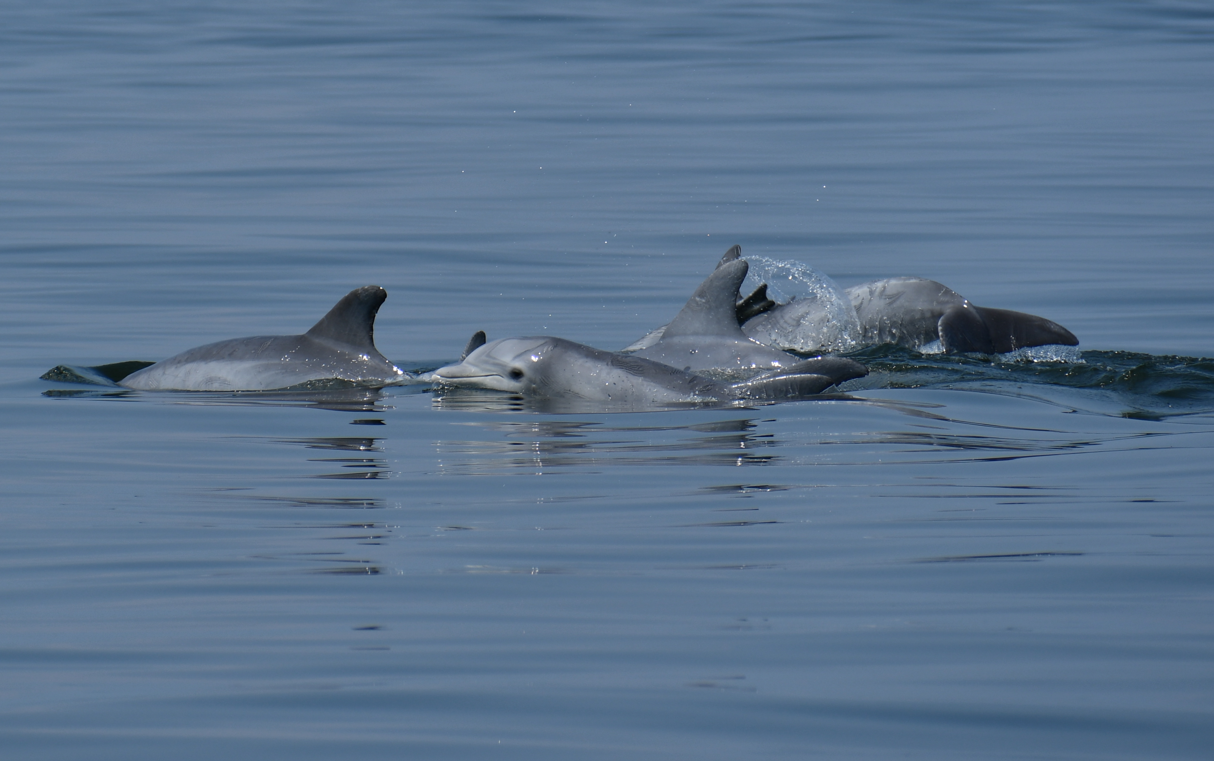 Popular dolphin tracker app is back for third year
