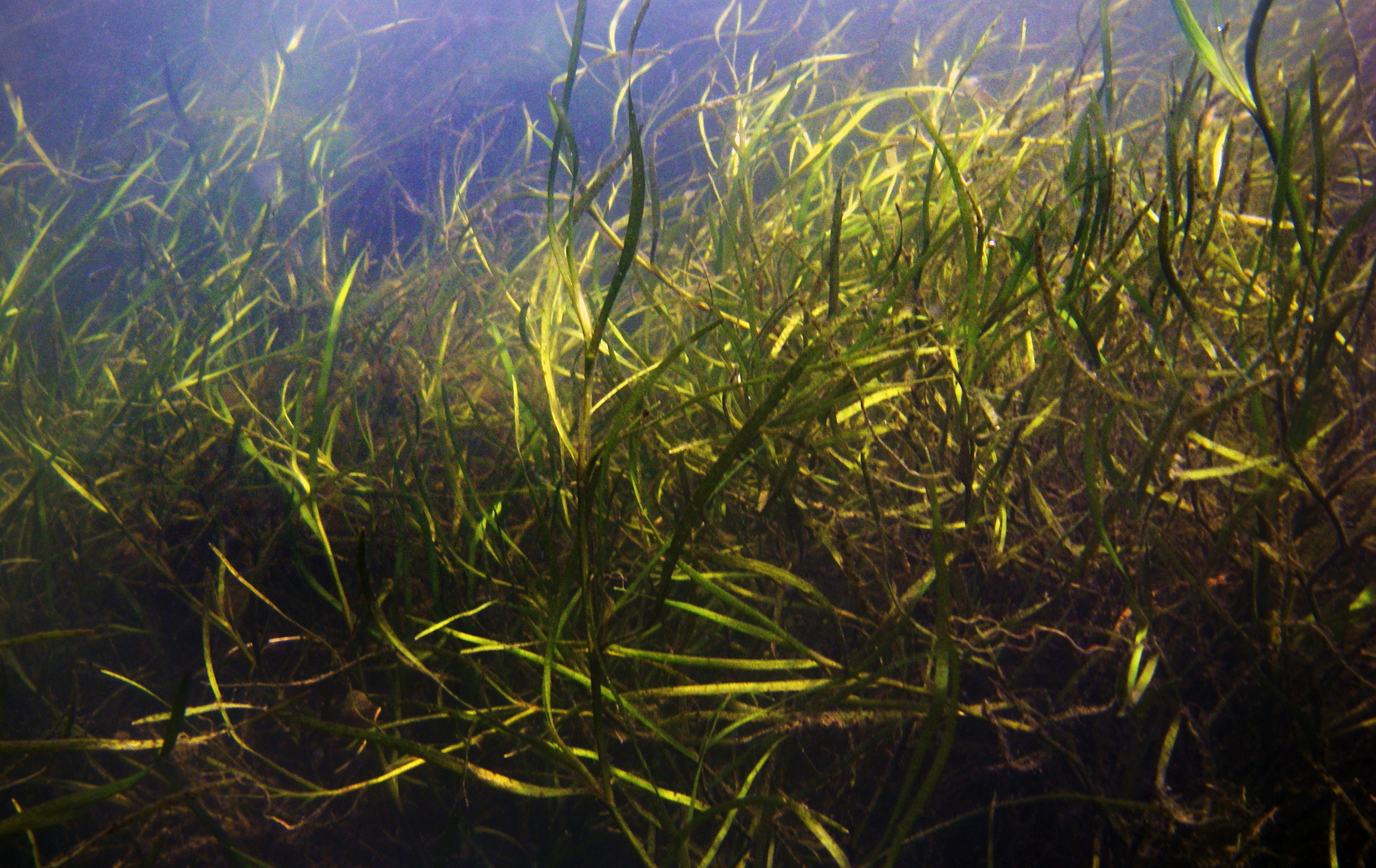 Comeback of aquatic grasses in Chesapeake credited to decades of efforts to reduce nutrient pollution