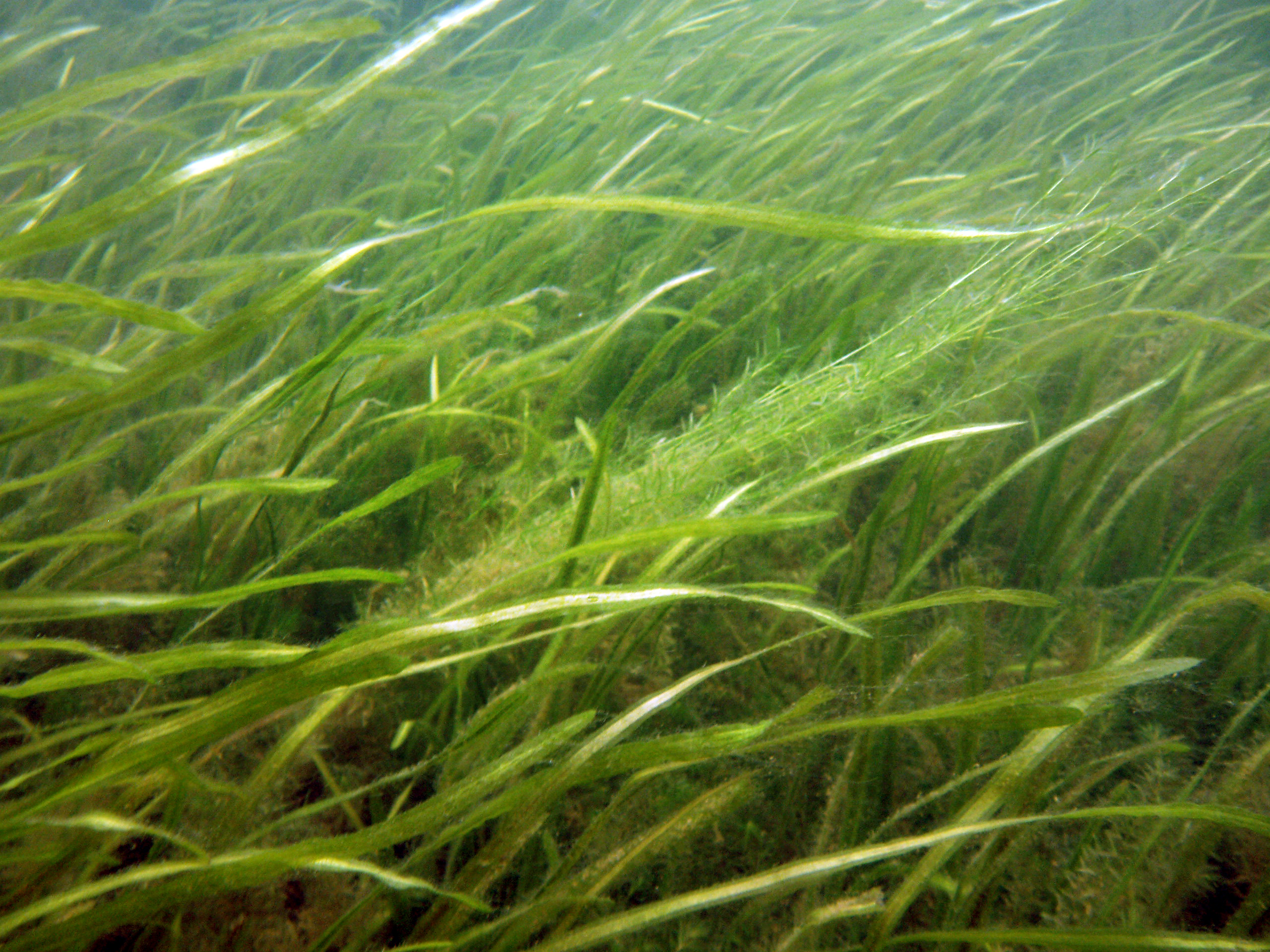 Underwater grasses help to offset acidification in the Chesapeake Bay