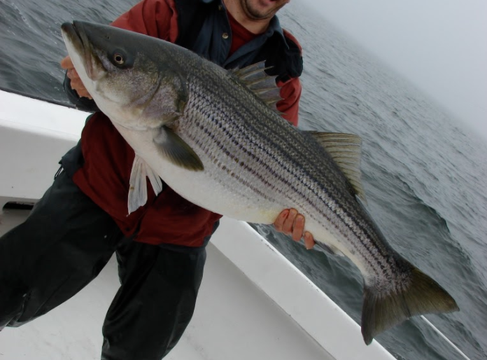 Large rockfish leave Chesapeake Bay to become ocean migrators; smaller fish remain