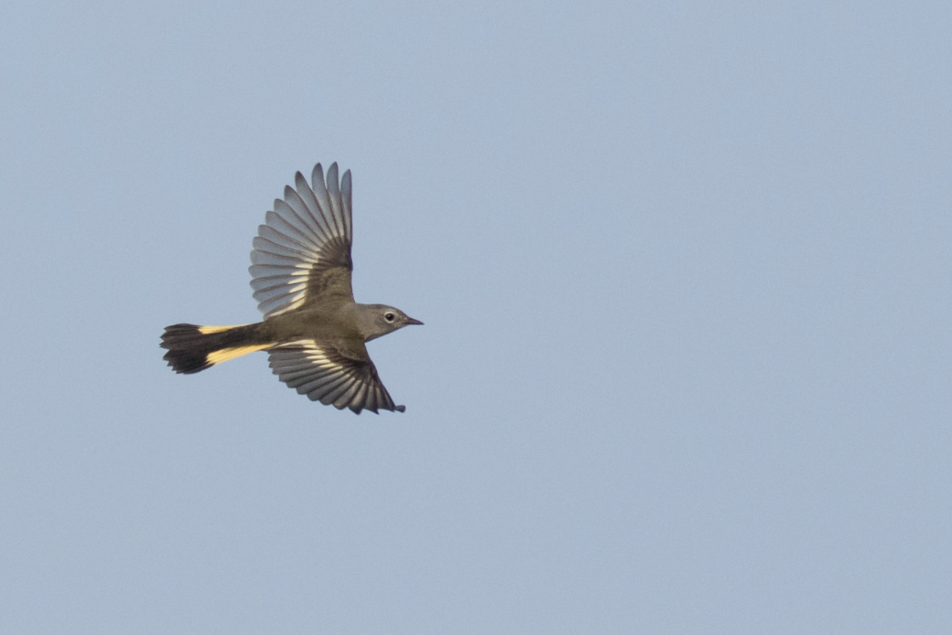 Songbirds socialize on the wing during migration, new study says