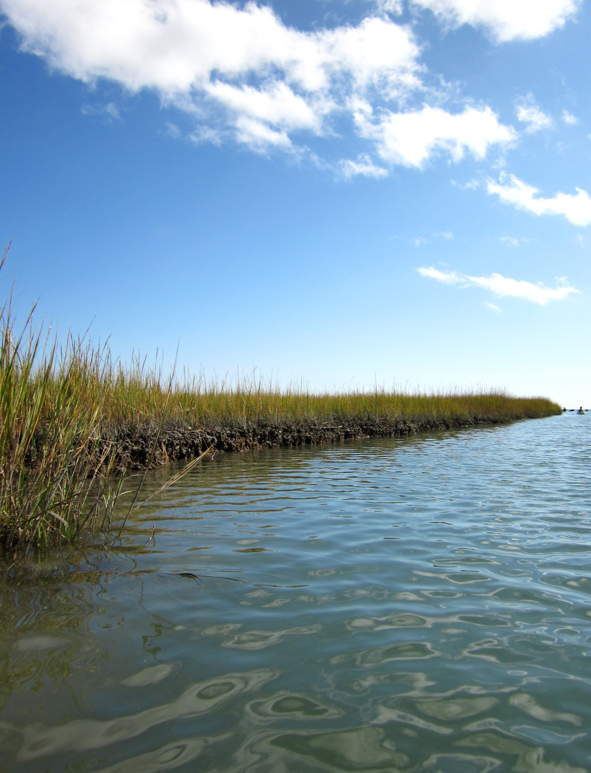 Research team to explore the role clams, salt marshes play in carbon cycling in estuaries