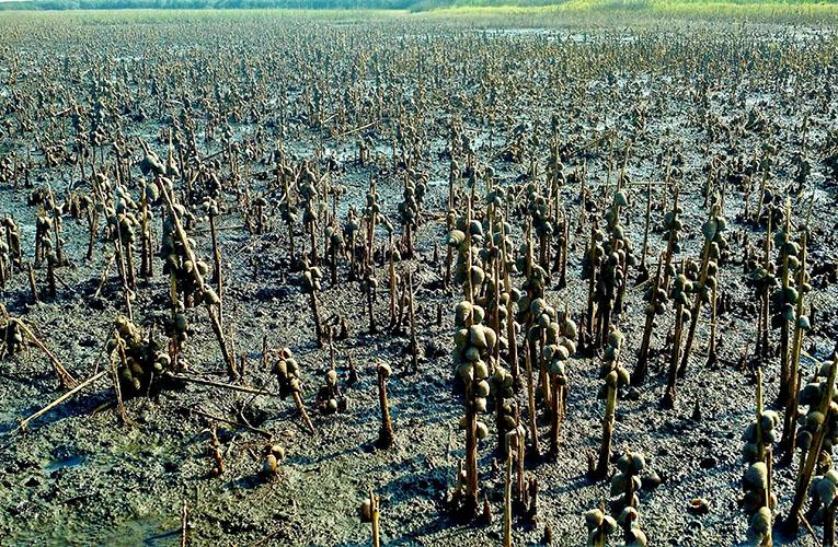 Circumvent the hungry herbivores to restore ecosystems