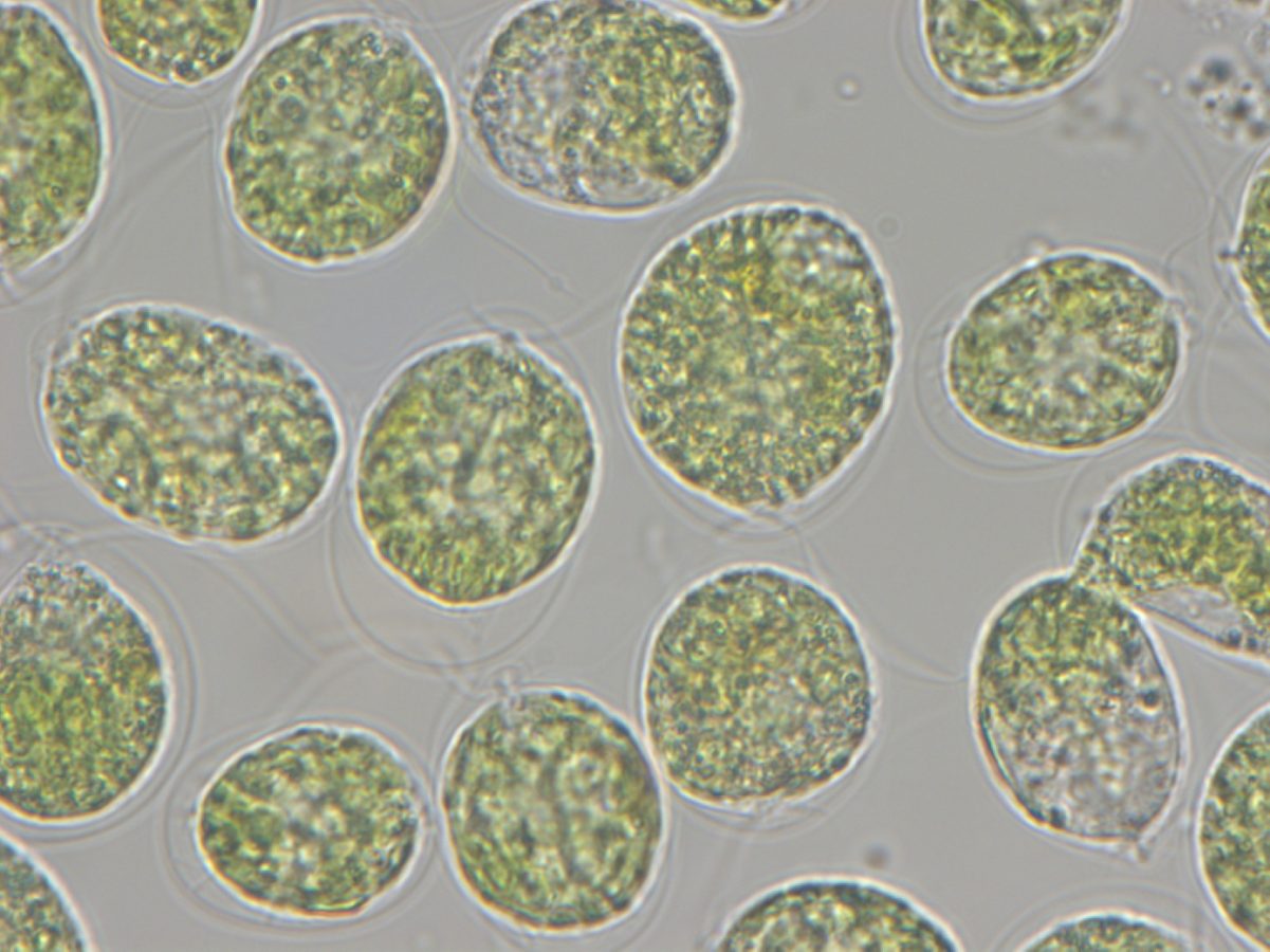 Why an IT productivity company supports our algae project?