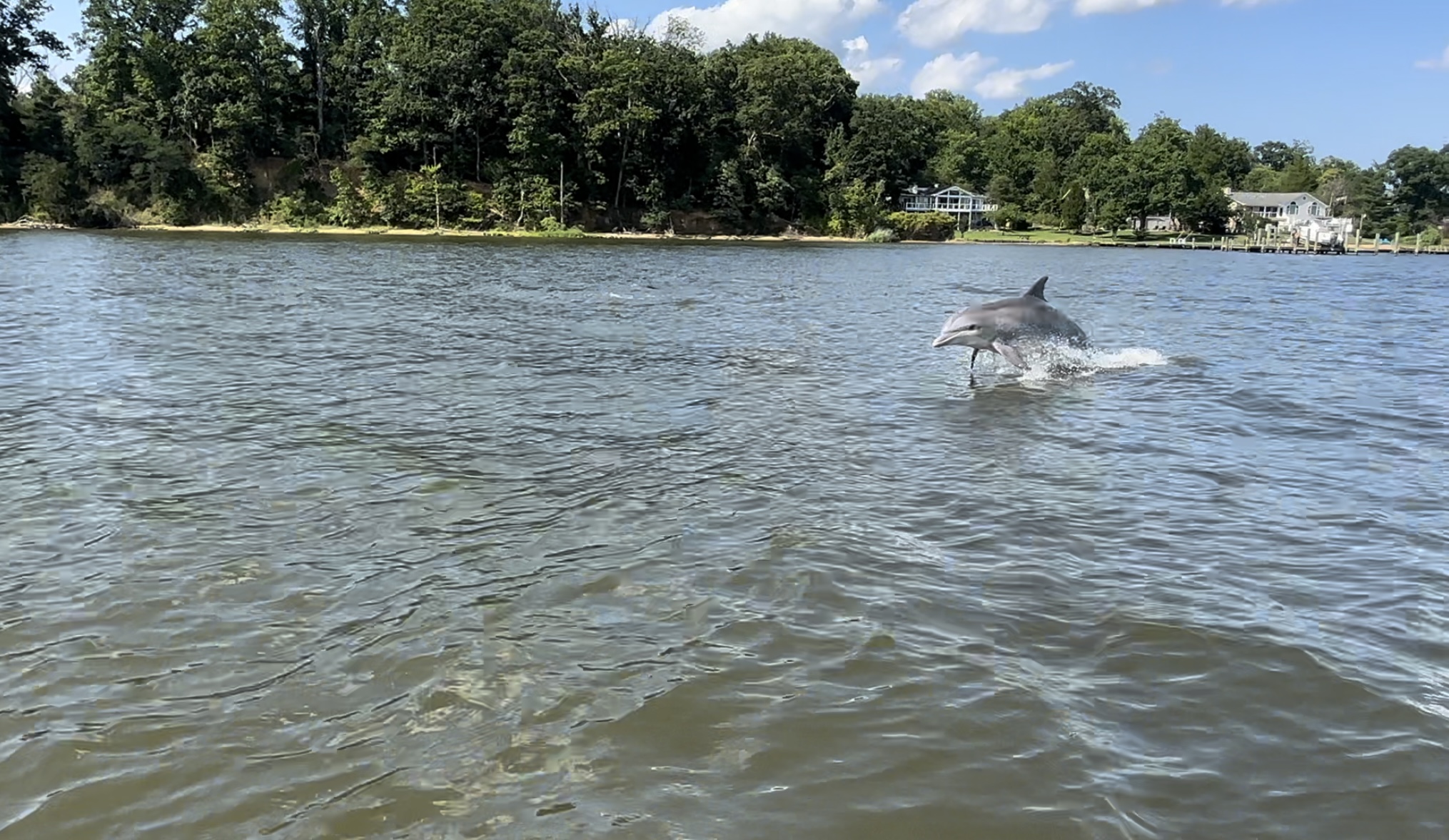 Report dolphin sightings with Chesapeake DolphinWatch