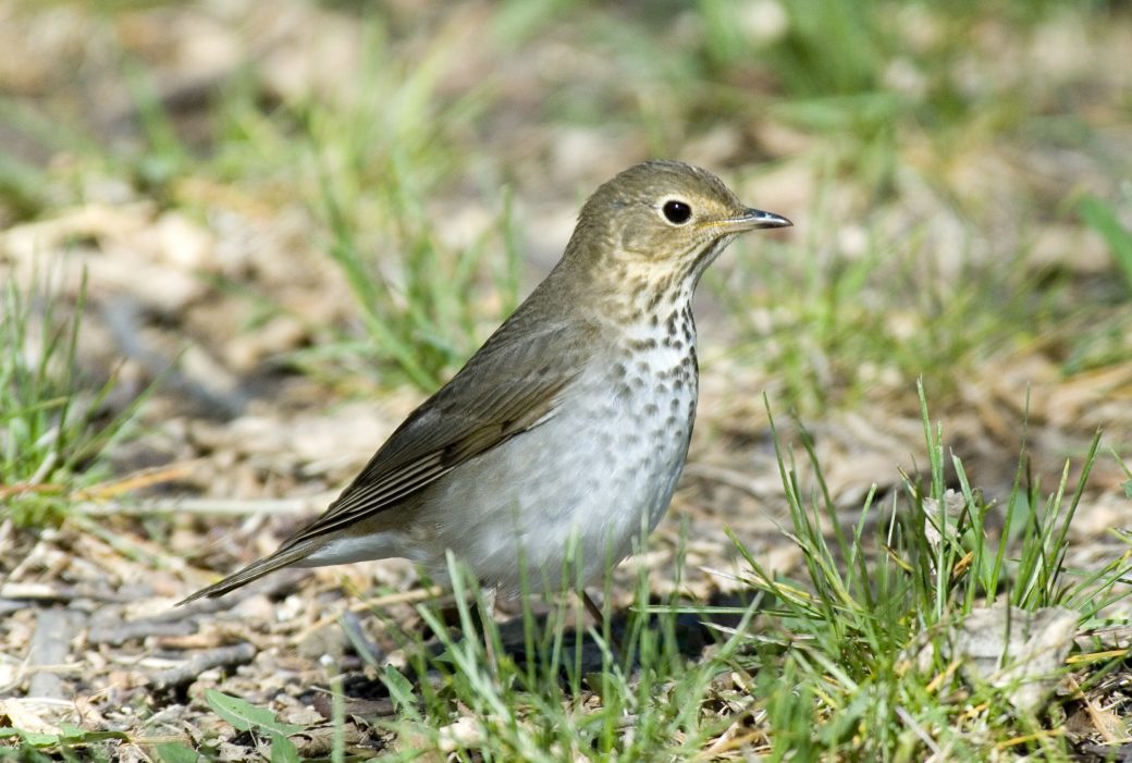 Chasing the Chunk: Tracking Fat Loads and Movement in Migratory Songbirds