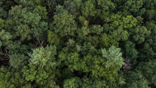 Aerial view of a forest of green trees