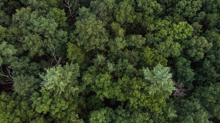 Aerial view of a forest of green trees
