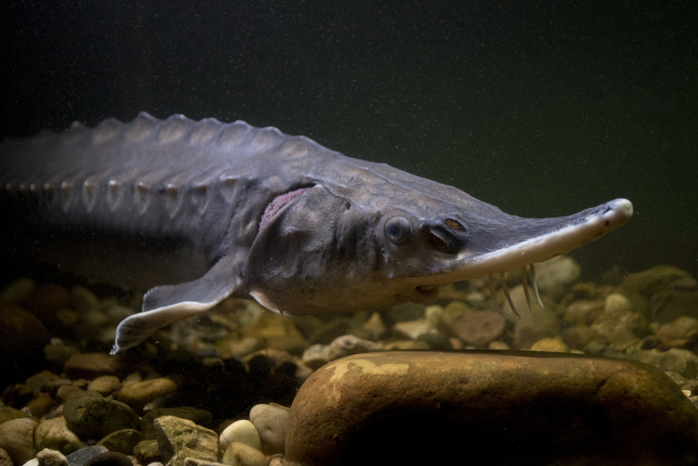 Horn Point sturgeon move to New York Aquarium