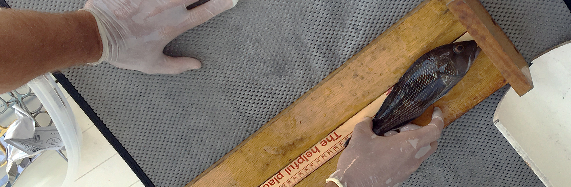 PAST: Potomac & Atlantic Striped Bass Telemetry