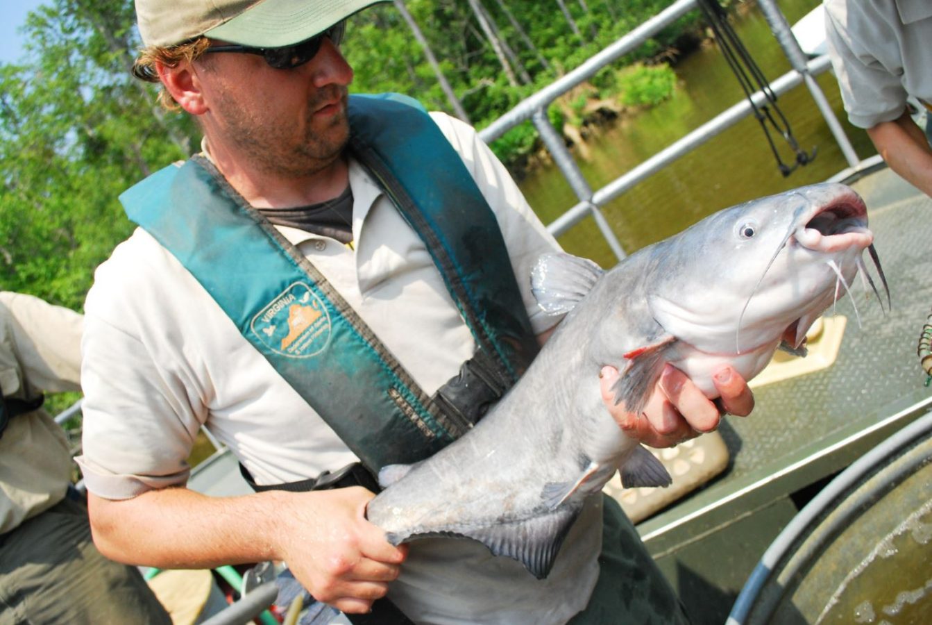 Blue Catfish