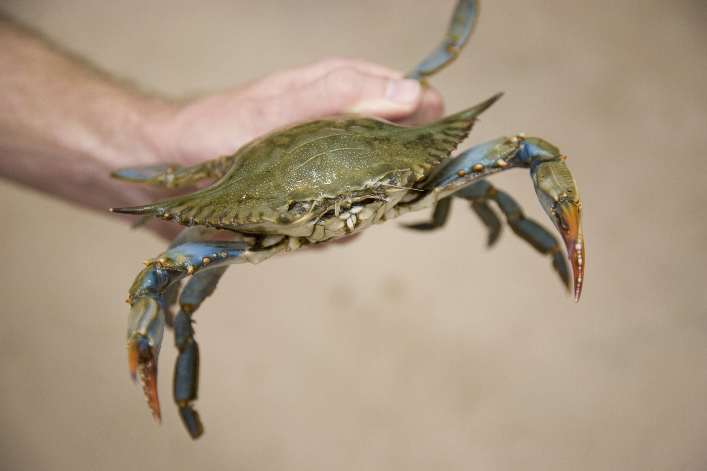 Blue Crabs & Climate Connections