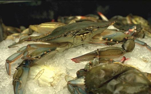 Counting Chesapeake Crabs: UMCES scientist tracks mysterious decline