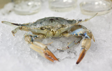 Science Magazine Highlights Chesapeake Bay Blue Crab Resurgence
