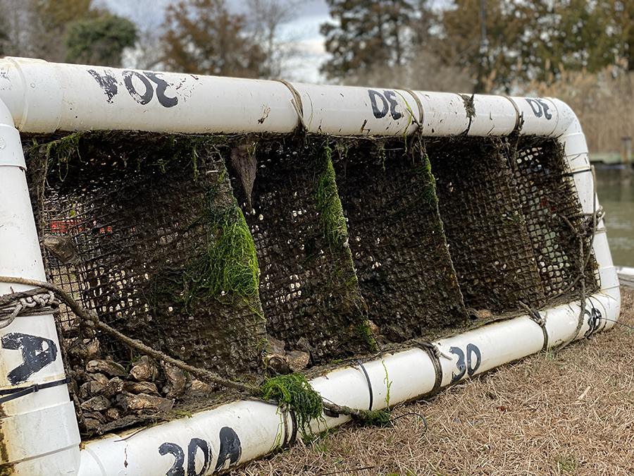 Broodstock: The Unsung Heroes of an Oyster Hatchery