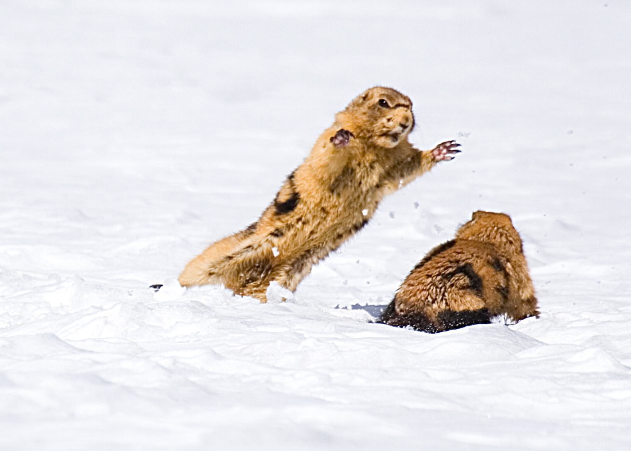 Ecology and Social Behavior of Prairie Dogs