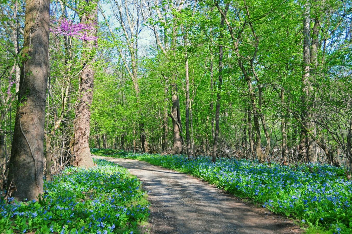 C&O Canal National Park – Mesic Mixed Forest