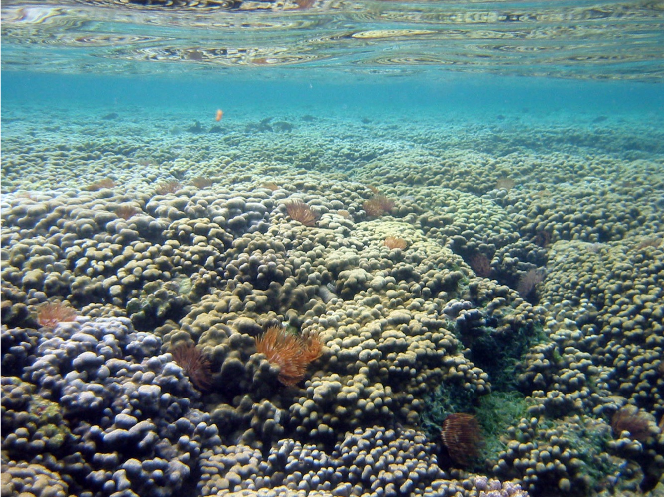 Is coral decline linked to sunscreen? Scientists say more study is needed