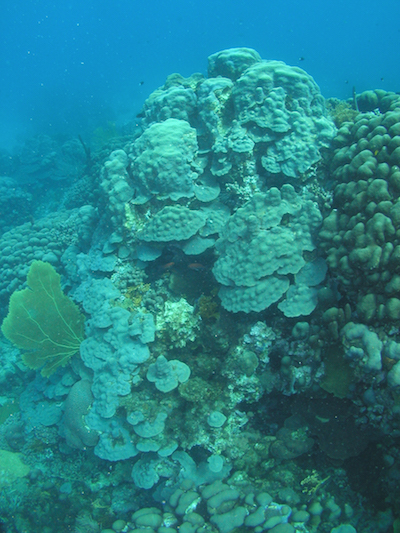 Testing our Assumptions: CBL Scientists seek to improve historic climate records