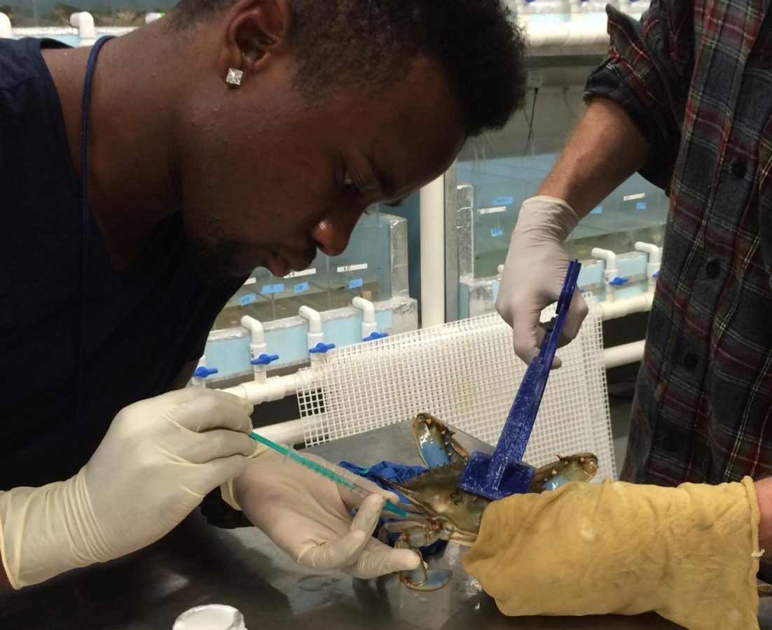 Using a virus to help understand where Chesapeake Bay crabs come from
