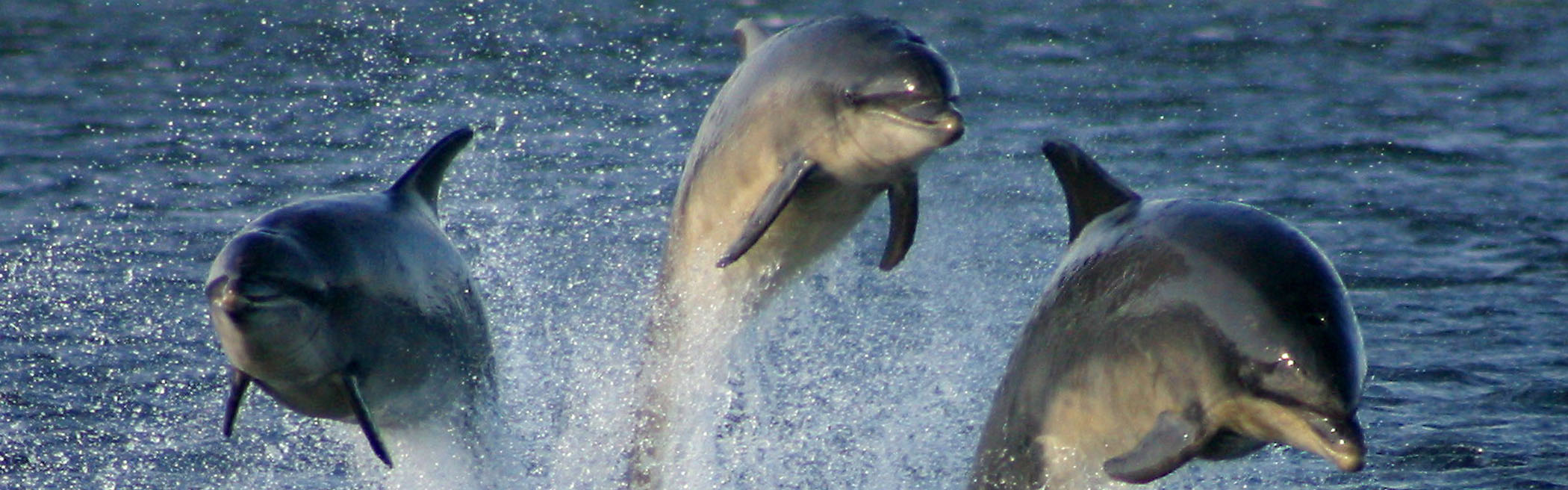 JES Avanti Foundation supports UMCES’ DolphinWatch efforts