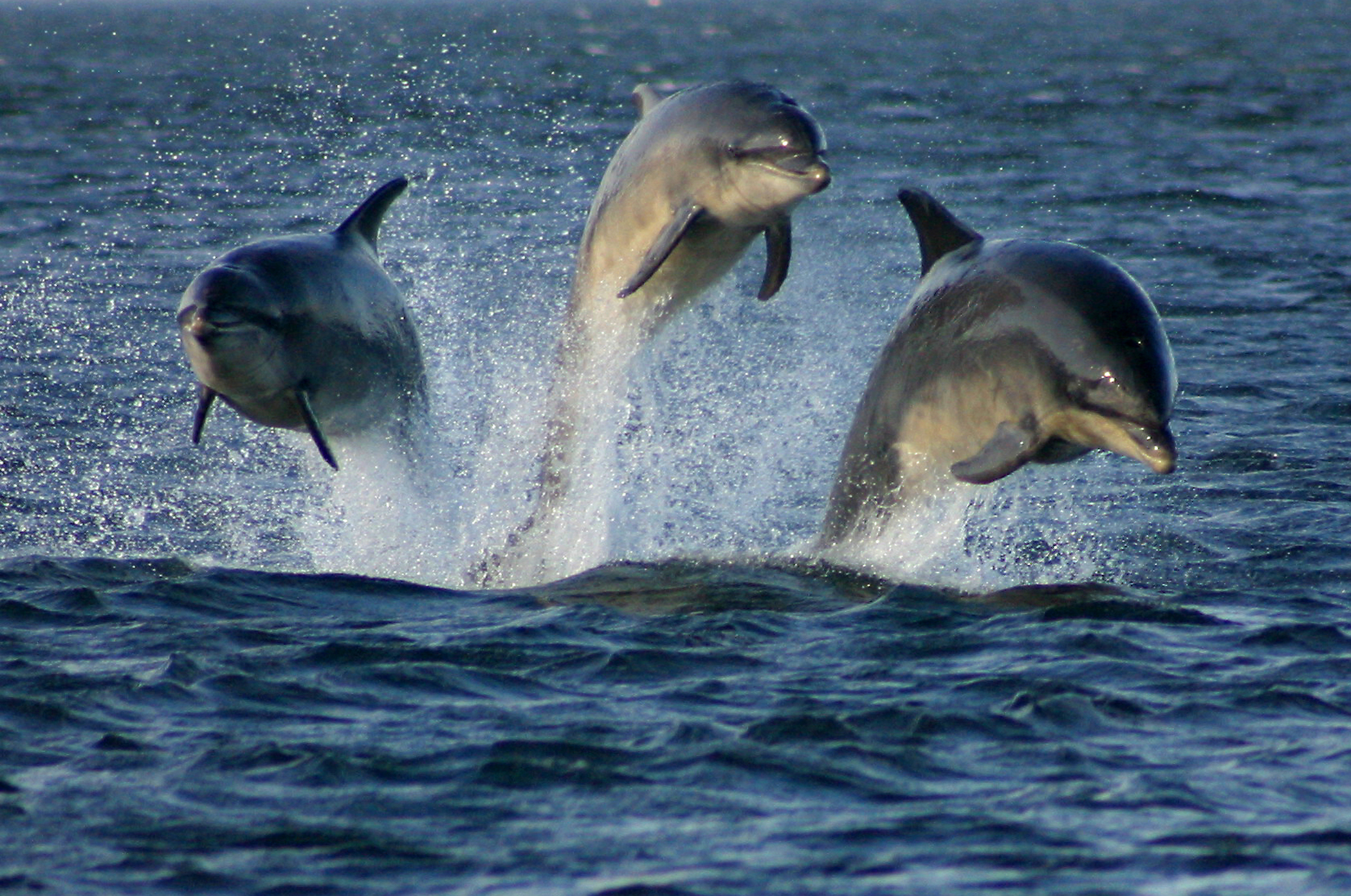 Underwater microphones will track impact of offshore wind power on marine life along the coast