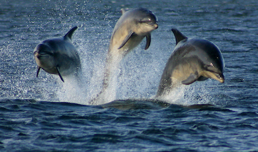 Studying the travels of marine mammals may influence the construction of offshore wind power
