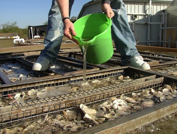 Horn Point oyster hatchery has record year