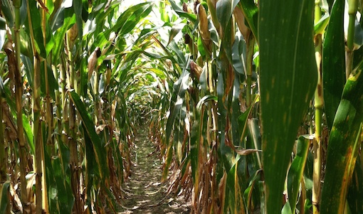 More food, low pollution effort gains traction