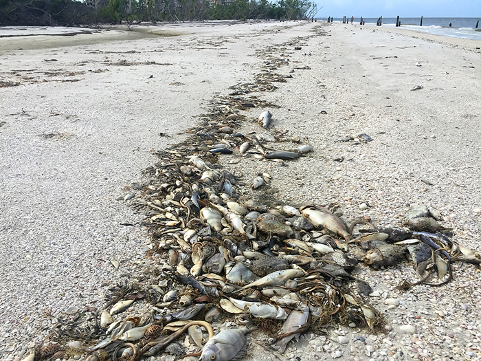 $5 million awarded to multi-institution team to understand red tide in Florida