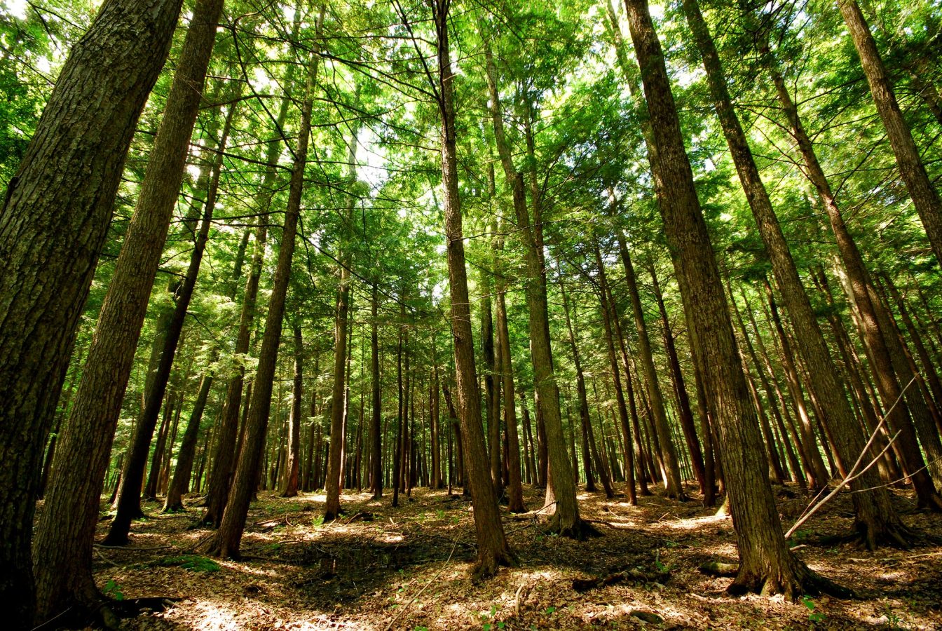 Swallow Falls State Park – Eastern Hemlock Forest